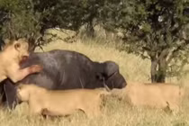 Video: Đàn sư tử bất lực trước sự hung hăng của trâu rừng