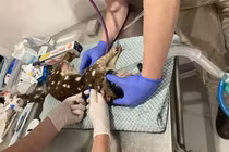 Bắt thủ phạm chôm gà, đụng trúng “quái vật” trăm năm chưa xuất hiện