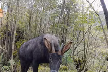 Cực nóng: Sửng sốt phát hiện “thần thú” thiên mã kỳ lạ