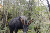 Cực nóng: Sửng sốt phát hiện “thần thú” thiên mã kỳ lạ