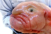 Giật nảy mình loài động vật xấu nhất hành tinh, nhìn là ám ảnh 