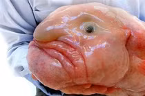 Giật nảy mình loài động vật xấu nhất hành tinh, nhìn là ám ảnh 