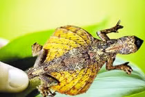 8 loài động vật kỳ quái “Trời ban" cho Việt Nam: Số 1 gây ám ảnh!