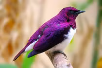 Lóa mắt những loài động vật hoang dã sặc sỡ nhất hành tinh