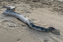 Đi chơi biển, thất kinh chạm trán rắn “quái vật”, giết người trong phút mốt 