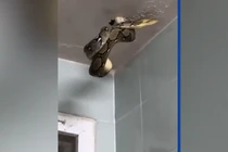 Đi vệ sinh tại nơi làm việc, thất kinh thấy quái thú trên trần nhà