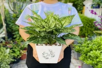 5 loại cây có thể giúp thăng quan tiến chức, công thành danh toại 