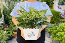 5 loại cây có thể giúp thăng quan tiến chức, công thành danh toại 