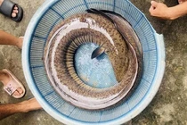 Cá chình 16 kg và loạt quái ngư khủng dính câu cần thủ Việt