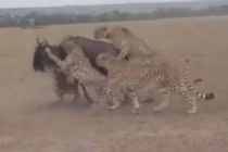 Video: Báo săn “quây hội đồng” giết linh dương đầu bò