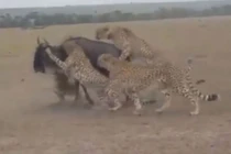 Video: Báo săn “quây hội đồng” giết linh dương đầu bò