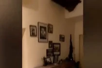 Nghe tiếng động lớn, sửng sốt thấy “quái thú” khổng lồ trong phòng ăn 