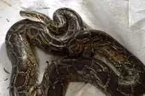 Tiếp nhận trăn đất khủng ở Bình Phước: Loài nguy cấp tại Việt Nam!