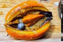 Đang ăn vẹm đỏ, mừng hụt tưởng vớ bẫm “báu vật” đắt đỏ