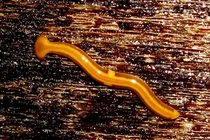 Bái phục loạt quái thú có khả năng “thành tinh” trên Trái Đất