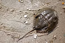 Top động vật tuyệt chủng bỗng “đội mồ sống dậy“: Có loài ở Việt Nam! 