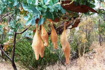 Phát hiện 6 chiếc túi lạ trên cây cọ, “chết đứng” khi biết sự thật...