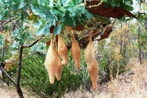 Phát hiện 6 chiếc túi lạ trên cây cọ, “chết đứng” khi biết sự thật...