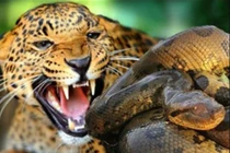 Video: Báo đốm tấn công trăn, trả thù cho con