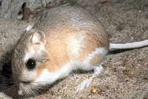 Bái phục những bậc thầy “nhịn khát” trong thế giới động vật 