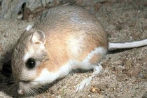 Bái phục những bậc thầy “nhịn khát” trong thế giới động vật 