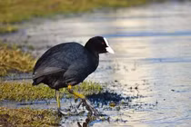 Loài chim xưa “tiến vua”, nay thành món ăn khiến đại gia Việt phát cuồng 