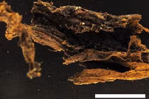 Khai quật mộ cổ, phát hiện bí mật gây ám ảnh cả nhân loại