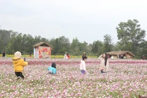 Du khách thích thú tham quan vườn hoa đa sắc ven TP. Đồng Hới