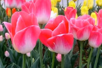 Người có ngày sinh âm lịch này luôn phát tài một cách âm thầm