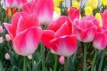 Người có ngày sinh âm lịch này luôn phát tài một cách âm thầm