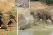 Trận chiến “long trời lở đất” giữa hai loài động vật nguy hiểm