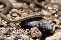 Kinh ngạc loài rắn thiêng Tây Tạng nắm bí mật sinh tồn của nhân loại