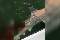 Video: Câu được cá mập, lại bị cá mập lớn hơn ăn mất một phần