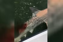Video: Câu được cá mập, lại bị cá mập lớn hơn ăn mất một phần