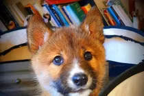 Nhận nuôi chú chó bị bỏ rơi, bất ngờ nhận ra "thân thế" đặc biệt 