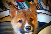 Nhận nuôi chú chó bị bỏ rơi, bất ngờ nhận ra "thân thế" đặc biệt 