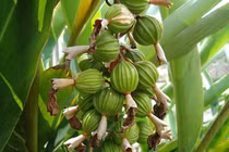 Loại gia vị đắt đỏ top 3 thế giới: Có đầy ở Việt Nam!