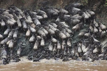 Điểm mặt những loài có bầy đàn lớn nhất trong thế giới động vật