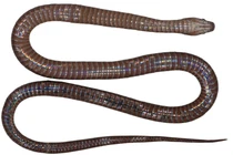 Phát hiện loài rắn hồng xám đẹp lạ, "ngự trị" trên đỉnh Hoàng Liên 