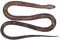 Phát hiện loài rắn hồng xám đẹp lạ, "ngự trị" trên đỉnh Hoàng Liên 