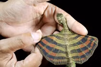 Kinh ngạc top sinh vật kỳ dị “ngoài hành tinh” tồn tại trên Trái Đất 