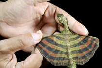 Kinh ngạc top sinh vật kỳ dị “ngoài hành tinh” tồn tại trên Trái Đất 