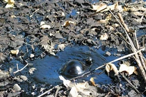 8 “quái vật” đã tuyệt chủng bất ngờ lộ diện trong hồ tử thần 