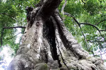 Cận cảnh “cây thị ăn thề” được công nhận cây Di sản Việt Nam