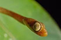 3 loài rắn có đôi mắt khủng nhất hành tinh, mở trừng trừng phát sợ 