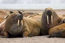 Top động vật có lực cắn mạnh nhất hành tinh: Số 10 gây sốc! 