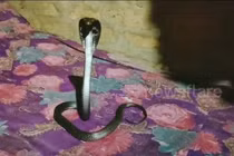  Vừa ngủ dậy, cả nhà thất kinh thấy “quái vật” nằm cạnh bên 