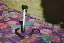  Vừa ngủ dậy, cả nhà thất kinh thấy “quái vật” nằm cạnh bên 