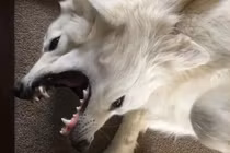 “Quái thú hai đầu” gây điên đảo cõi mạng và cái kết ngã ngửa 