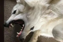 “Quái thú hai đầu” gây điên đảo cõi mạng và cái kết ngã ngửa 